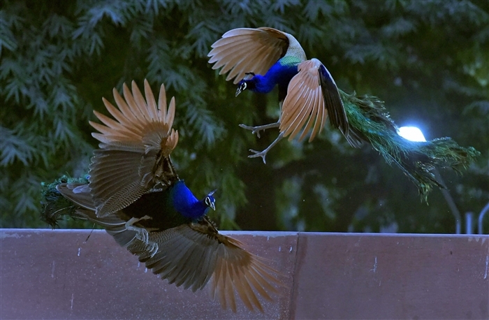 Pride of the Nation: Exploring the Significance of India's National Bird