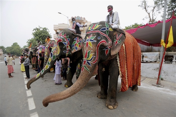 Significance of Elephants in Indian Culture: Exploring Through Images