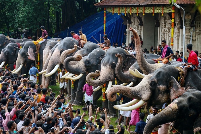 Significance of Elephants in Indian Culture: Exploring Through Images