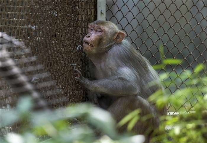 In pics: How Delhi's Animals and Birds are Handling the Heat