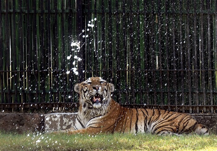 In pics: How Delhi's Animals and Birds are Handling the Heat