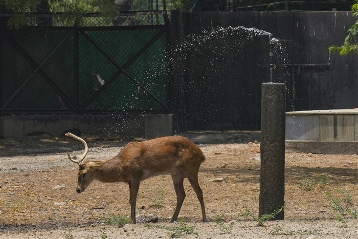 In pics: How Delhi's Animals and Birds are Handling the Heat
