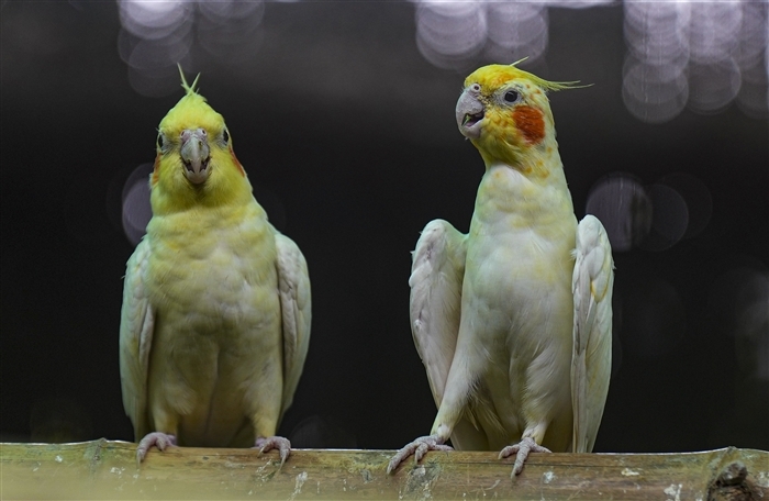 In pics: How Delhi's Animals and Birds are Handling the Heat