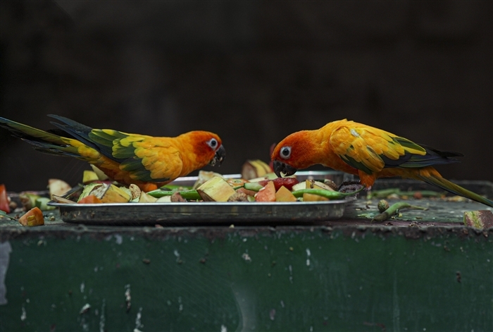 In pics: How Delhi's Animals and Birds are Handling the Heat