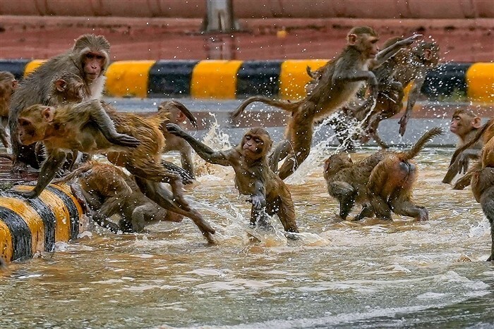 Dancing in the Rain: The Magic of Monsoon Moments in Pics