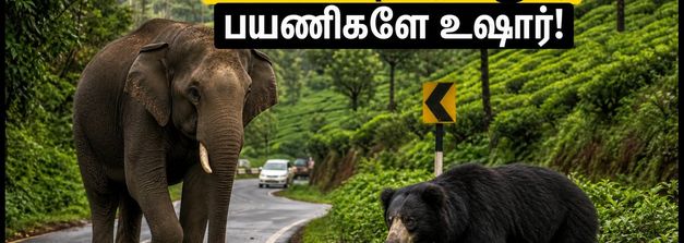வால்பாறை, குன்னூர் சுற்றுலா செல்கிறீர்களா? வனவிலங்குகள் நடமாட்டம் அதிகம் - இந்த பாதுகாப்பு விதிகளை மறக்காதீர்கள்!