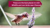 சென்னையில் வன விலங்குகளையும், அரிய வகை பறவைகளையும் காண இந்த இடங்களுக்கு செல்லுங்கள்!