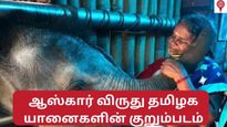 ஆஸ்கார் விருது பெற்ற தமிழக யானைகளின் குறும்படம் – யானைகளைக் காண குவியும் சுற்றுலாப் பயணிகள்!