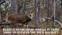  அரிய விலங்குகளைக் காண தமிழ்நாட்டின் அழகான இந்த தேசிய பூங்காக்களுக்கு தான் செல்ல வேண்டும்!