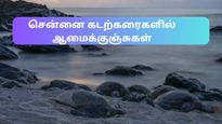 சென்னை கடற்கரைகளில் ஏறக்குறைய 25,000 ஆமை குஞ்சுகள் – கடலுக்குள் செல்வதை நீங்களும் பார்க்கலாம்!