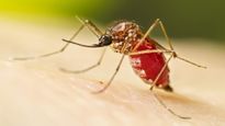 பெங்களூரு போறீங்களா? கொஞ்சம் யோசிச்சு போங்க – அதிகரிக்கும் வரும் டெங்கு எண்ணிக்கை!