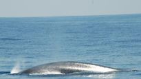 Sri Lanka Whale Watching  கடல் அழகை ரசித்தவாறே மிகப்பெரிய பாலூட்டியை பார்க்கலாம்?