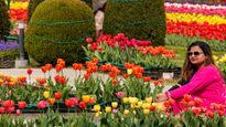 ஆசியாவிலேயே மிகப்பெரிய துலிப் தோட்டம் – நம்ம இந்தியாவுல தான் இருக்கு – அங்க எப்படி போறது?