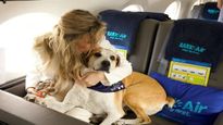நாய்களுக்கான பிரத்யேக விமான பயணம் – இனி செல்லப் பிராணிகளுடன் விமானத்தில் பறக்கலாம்!