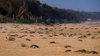 தமிழக கடற்கரைகளில் கரை ஒதுங்கிய 1300 க்கும் மேற்பட்ட இறந்த ஆமைகள் – விபரீதத்திற்கு என்ன காரணம்?