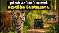 சர்வதேச புலிகள் தினம்: தமிழகத்தின் புலிகள் காப்பகங்களுக்குச் சுற்றுலா செல்லத் திட்டமிடுபவர்கள் கவனத்திற்கு!