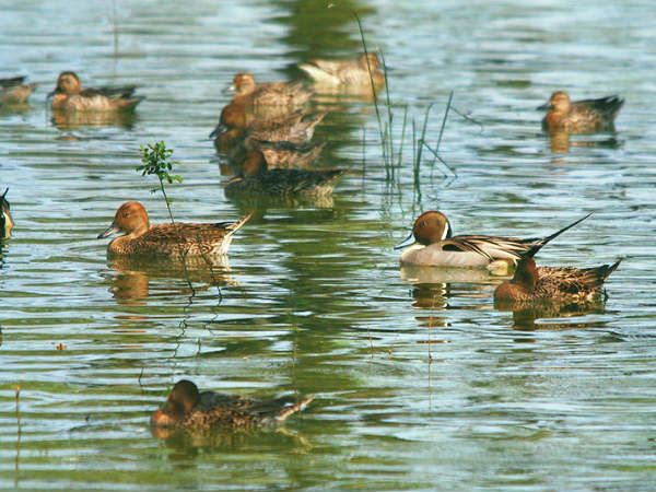 50, 000 பறவைகள்!