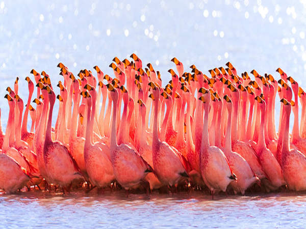 பறவைகள் பலவிதம்!