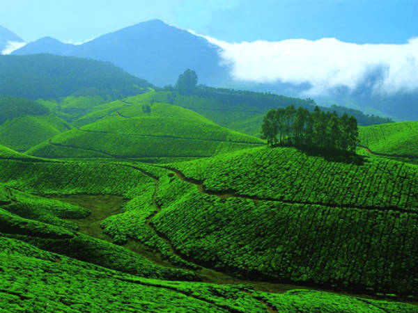 தேவிகுளம் 