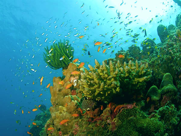 அந்தமானின் பவழப்பாறைகள் 