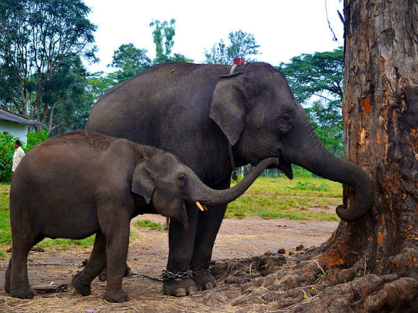 யானைகள் பயிற்சி முகாம், துபாரே