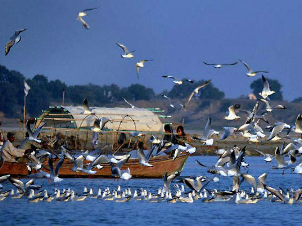 பறவைகள் தற்கொலை செய்யும் இடம்!