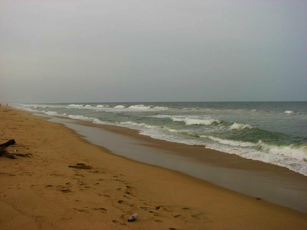 கோல்டன் பீச் கோல்டன் பீச்