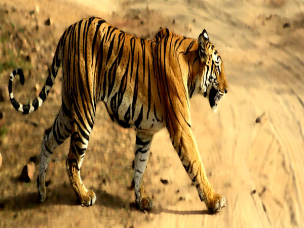 பாந்தவ்கார் தேசிய பூங்கா பாந்தவ்கார் தேசிய பூங்கா
