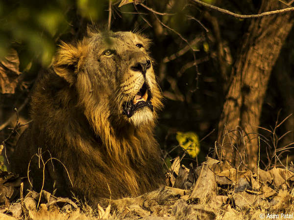 கிர் தேசிய பூங்கா கிர் தேசிய பூங்கா