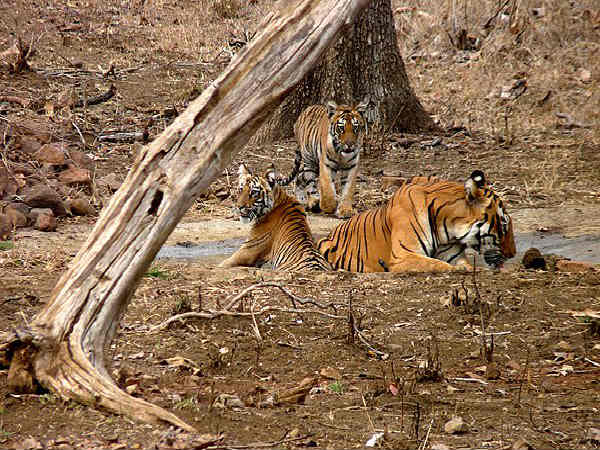 தடோபா தேசியப் பூங்கா தடோபா தேசியப் பூங்கா