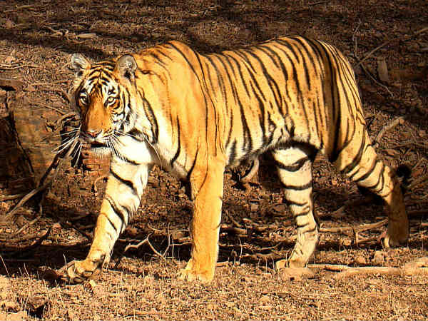 சரிஸ்கா தேசியப் புலிகள் பாதுகாப்பு சரணாலயம் சரிஸ்கா தேசியப் புலிகள் பாதுகாப்பு சரணாலயம்