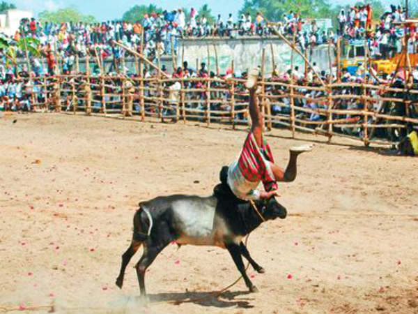 முத்துமாரி அம்மன் கோயில் ஜல்லிக்கட்டு 