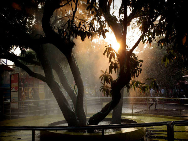 ரெயின் ட்ரீ