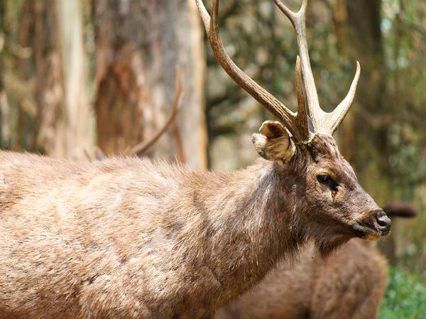 மான் பூங்கா