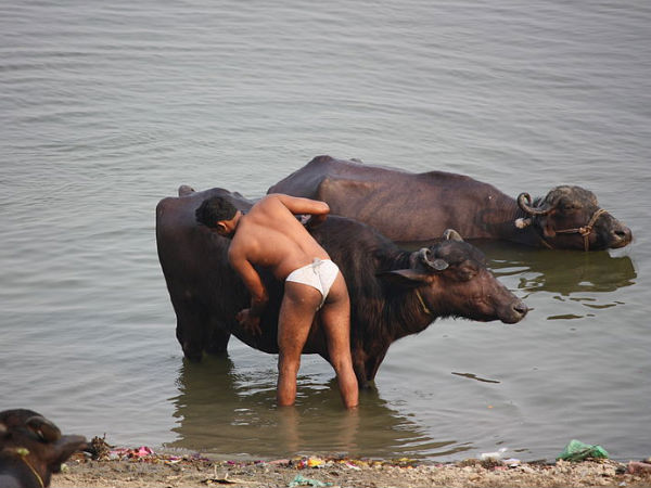 எருமைக்குளியல்