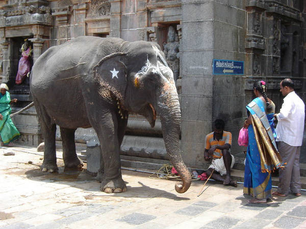 கோயில் யானை