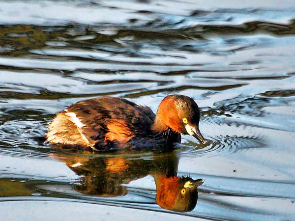 முக்குளிப்பான்
