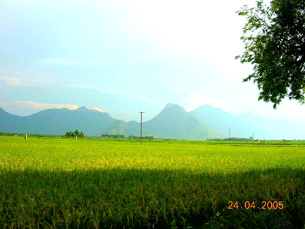 மலையும், வயலும்!