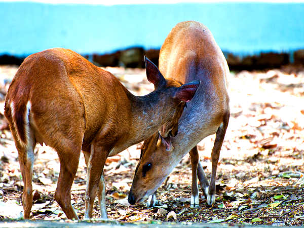 குறைக்கும் மான்கள்