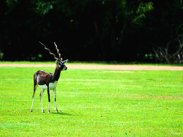 வெளிமான்