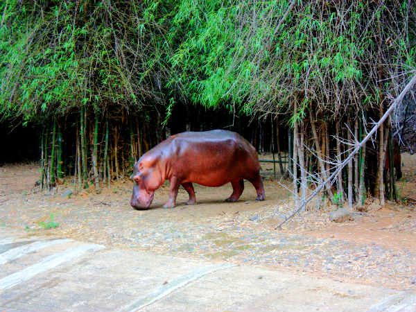 நீர் யானை