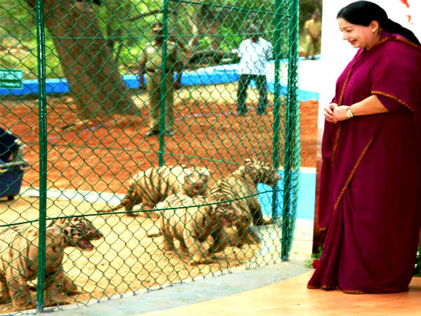ஜெயலலிதாவின் புலிக்குட்டிகள்!!!