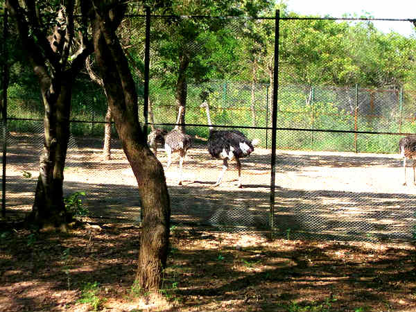 நெருப்புக்கோழி