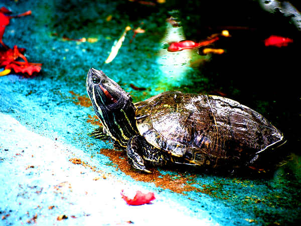 செங்கழுத்து ஆமை