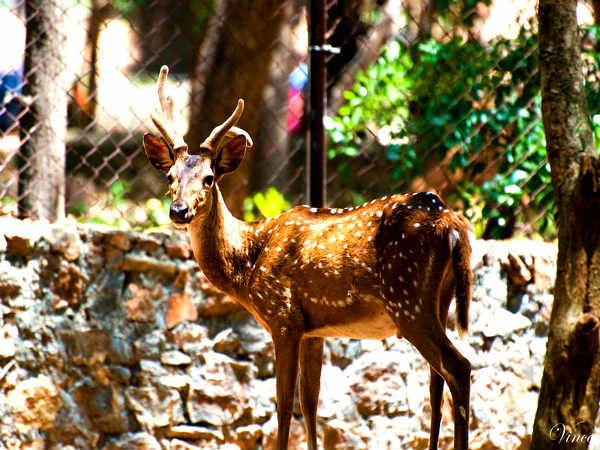 புள்ளி மான்