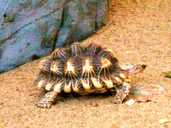 நட்சத்திர ஆமை