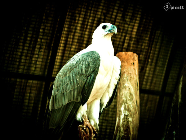 வெள்ளைக் கடற்கழுகு