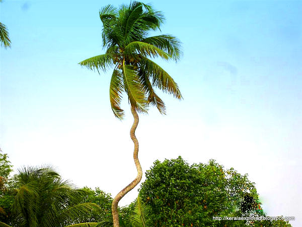 அபூர்வ தென்னை!