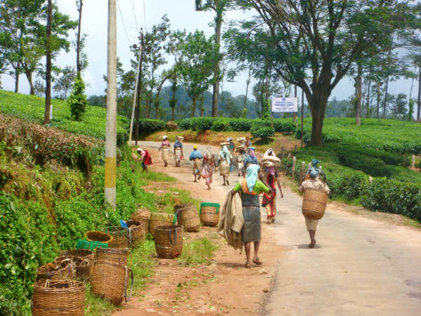 தேயிலைத் தொழிலாளிகள் தேயிலைத் தொழிலாளிகள்