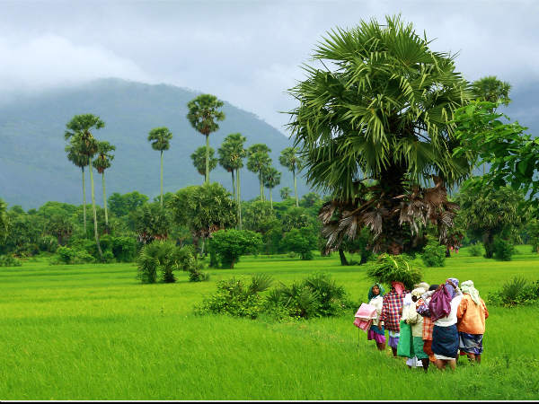 விவசாய நிலம் விவசாய நிலம்
